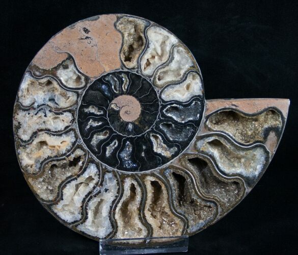 Black Ammonite (Half) - Rare Coloration #9646